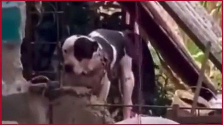Pitbull ataca a ladrón que intentó robar domicilio y familiares del delincuente exigen que lo maten