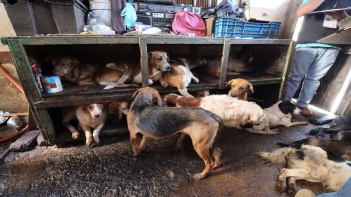 Rescatan a un centenar de perros en Neza; presuntamente vendían su carne para tacos