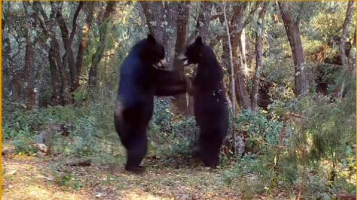 VIDEO | Captan a una pareja de osos bailando en la sierra de Coahuila