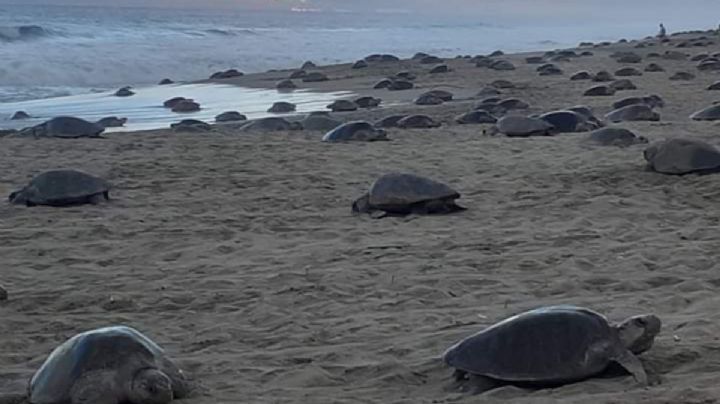 VIDEO | Miles de tortugas golfinas llegan al Santuario de Playa de Escobilla para dejar sus huevos