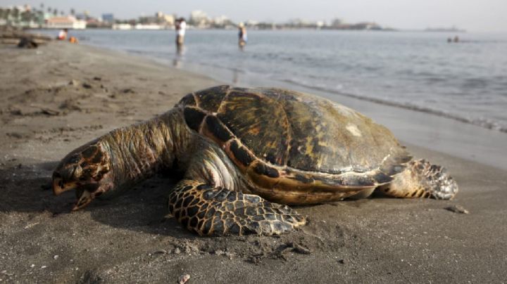 14 tortugas golfinas son halladas muertas en playa de Oaxaca; se desconocen las causas