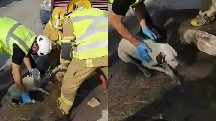 ¡Lomito a salvo! Bomberos de Juchitán rescatan a perrito que cayó en coladera | VIDEO