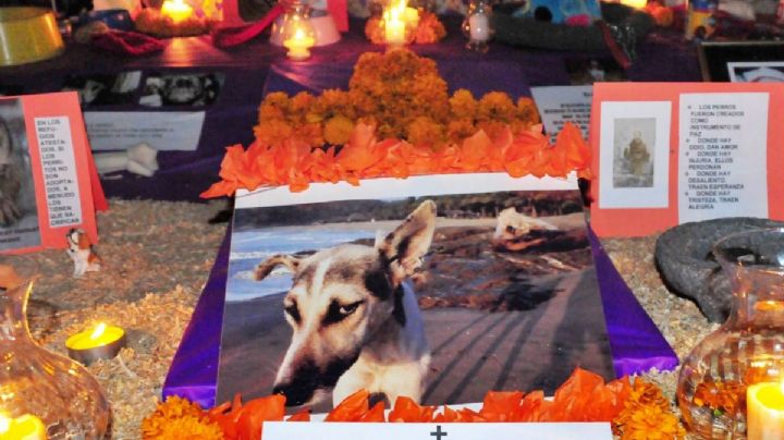 ¿A qué hora llegan las mascotas el Día de Muertos? Esto debe incluir la ofrenda para los animalitos