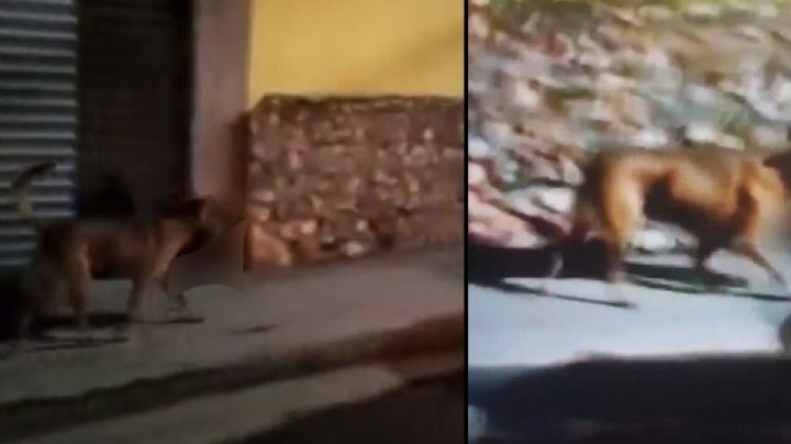 Perro se roba cabeza humana en Zacatecas; la historia detrás del escalofriante VIDEO viral