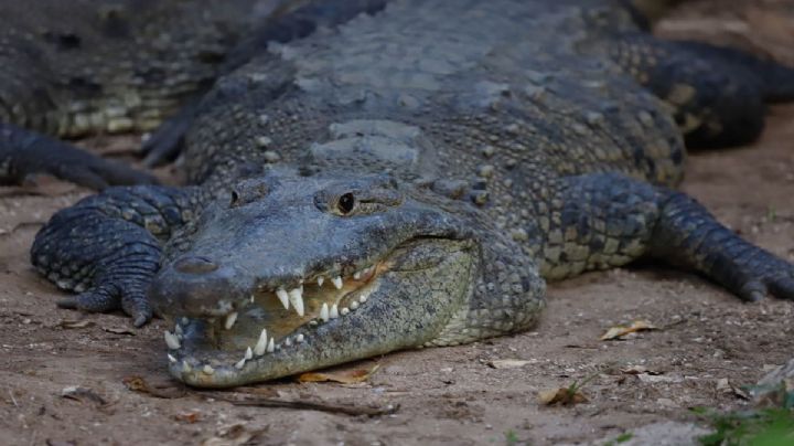 Turistas de Puerto Escondido en alerta tras avistamiento de cocodrilo en el mar de Bahía Principal