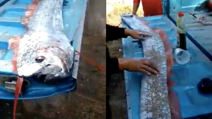 Pez remo en Sinaloa: Pescadores encuentran especie que "presagia" desastres naturales | VIDEO