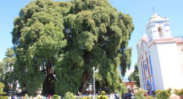 ¿Aún no lo conoces? Visita el Árbol del Tule y descubre por qué es una experiencia imperdible en tu