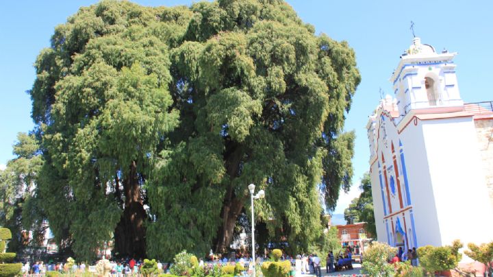 Celebran año más de El Árbol del Tule; su edad se estima entre los 2 mil y 2 mil 500 años