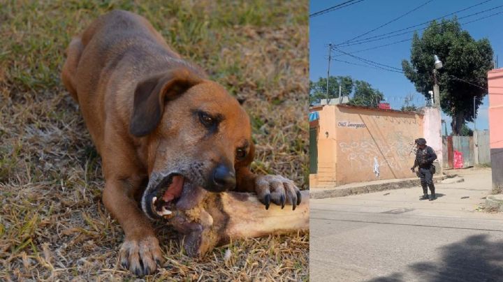 Perro se paseaba con brazo humano en calles del municipio de Oaxaca de Juárez