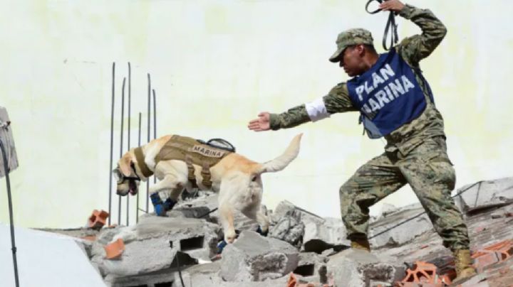 Perrita Frida: cuántas personas rescató y en qué emergencias participó