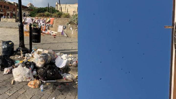 VIDEO | Captan a parvada de zopilotes en el Centro Histórico de Oaxaca ante la crisis de basura