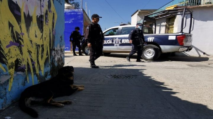 VIDEO |  Perro que paseaba brazo humano en el hocico permaneció en la escena del crimen en Oaxaca