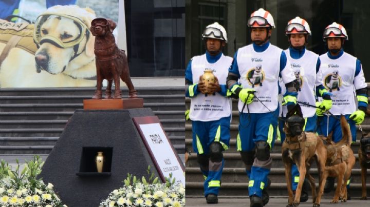 Adiós, Frida: Semar despide a perrita rescatista con emotiva ceremonia luctuosa | FOTOS