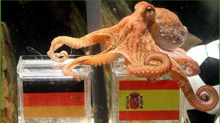 ¿Qué fue del "¿Pulpo Paul”, la criatura marina que predecía los partidos en el Mundial de 2010?