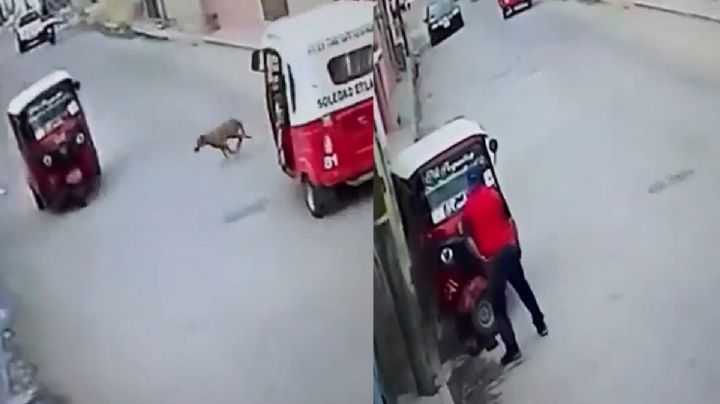 ¡El día opuesto! Perro atropella a mototaxi en Oaxaca; choque se viraliza | VIDEO