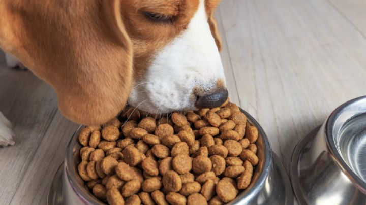 Profeco: Croquetas para perro buenas y baratas por menos de 100 pesos el kilo