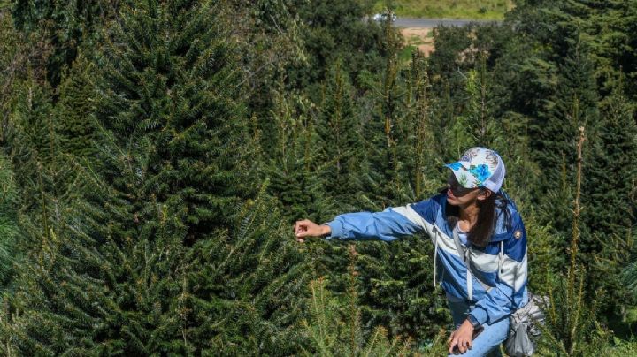 Árboles de Navidad naturales en CDMX: Puntos de venta reconocidos por la Conafor