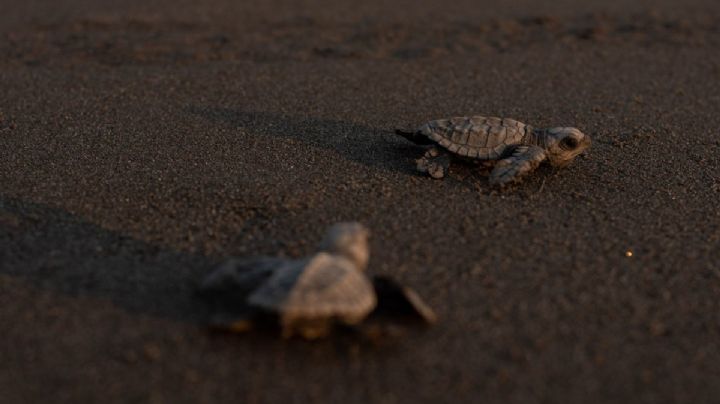 Habrá dos nuevos santuarios para tortugas marinas en playas de Oaxaca; esta será su ubicación