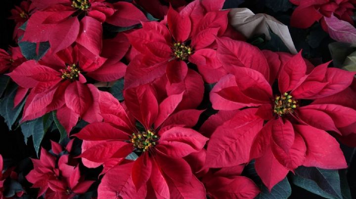 "La flor de nochebuena" no es una flor: Biólogo explica qué es realmente este adorno de Navidad