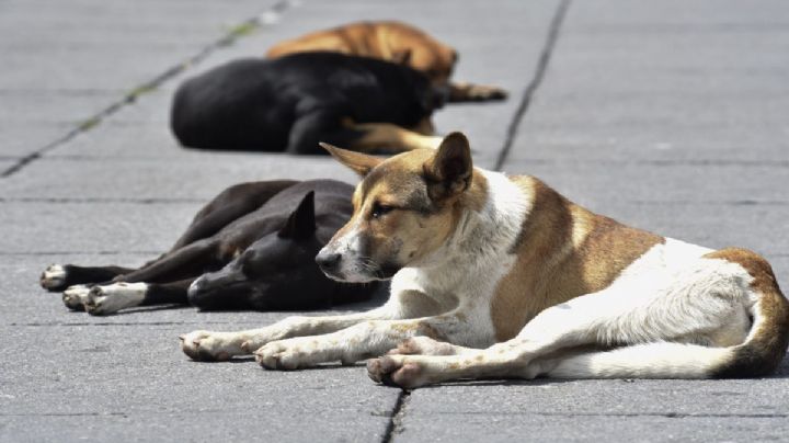 Oaxaca: Qué hacer en caso de haber tenido contacto con un animal con sospecha de rabia