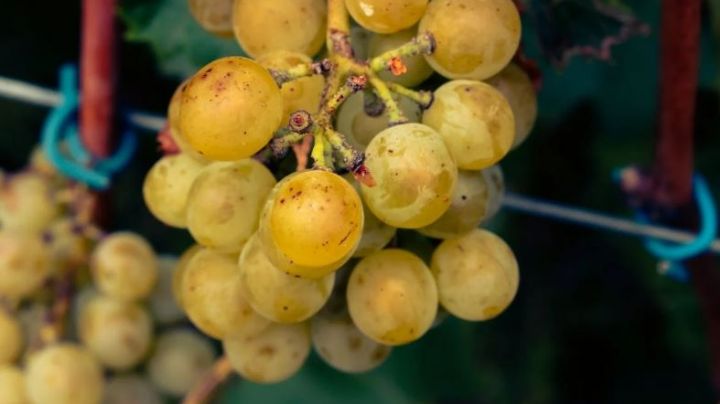 Año Nuevo 2023: conoce el verdadero significado del rito de las 12 uvas