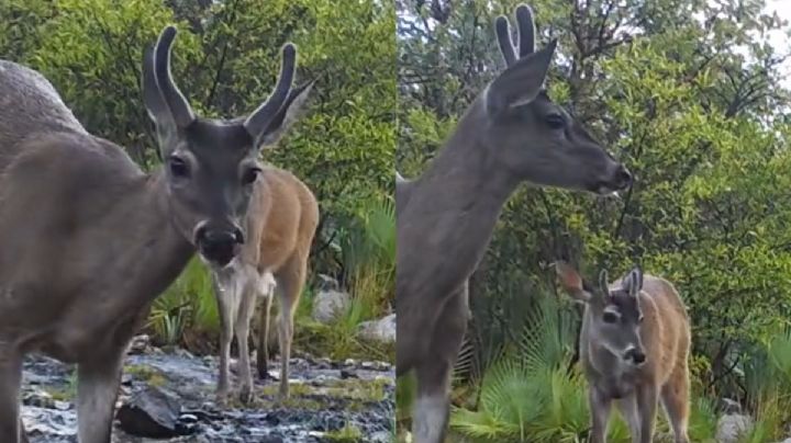 Belleza de Oaxaca: Así son los venados que habitan en la reserva del “Cerro de la culebra” | VIDEO
