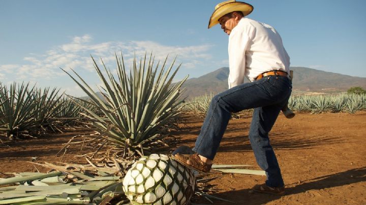 ¿Quieres ganar hasta 12 mil pesos? Participa en "La Piña Más Pesada de Maguey"; estas son las bases