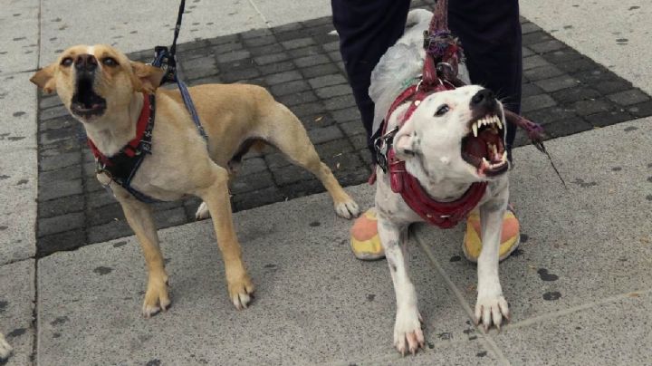 Indignante: Paseador de perros es captado golpeando a las mascotas en CDMX | VIDEO