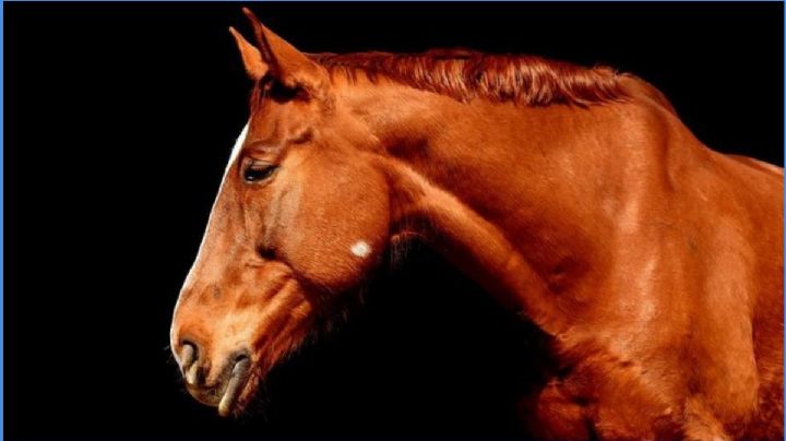 Intentan linchar a hombre que robó un caballo en Salina Cruz; la policía lo rescató a tiempo