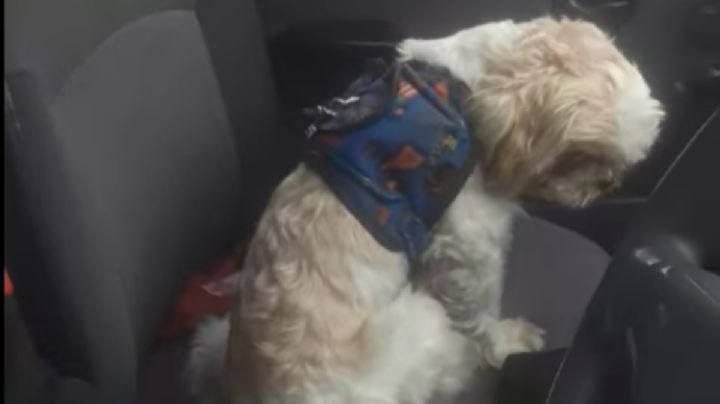 Perrito de edad avanzada es abandonado en taxi, pero encuentra un nuevo hogar