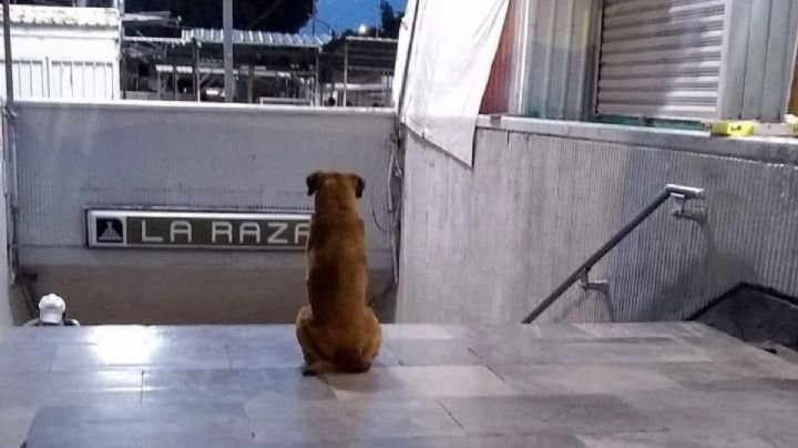 Historia del "Hachiko Mexicano", el perrito que espera a su dueña fallecida en el metro "La Raza"