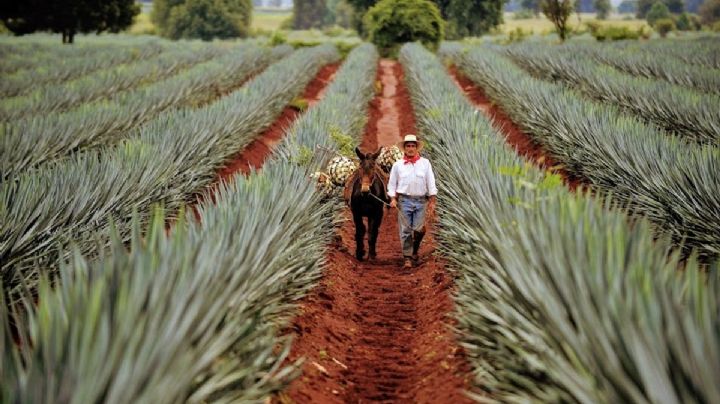 Ruta del mezcal en Oaxaca. Que lugares visitarás y actividades que puedes hacer