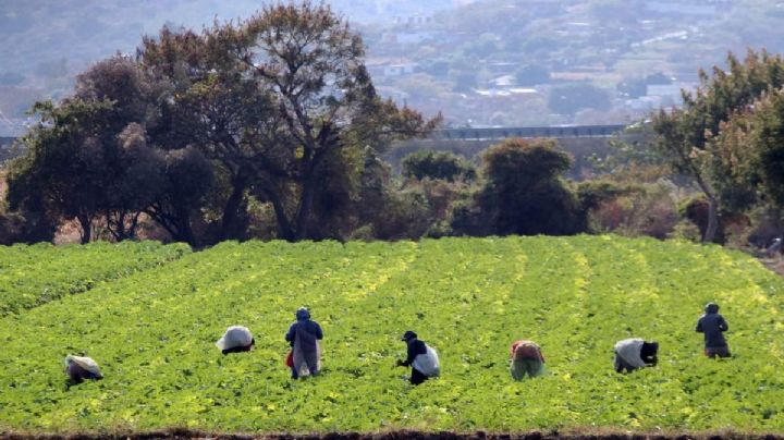 ¡Hay chamba! Vacante de Jornalero en Oaxaca ofrece seguro social, transporte y atención médica