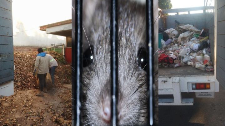 Municipio de Oaxaca retira dos toneladas de basura de secundaria cerrada por plaga de ratas