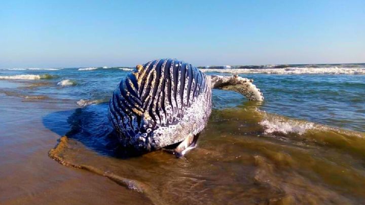 ¡Otra vez! Hallan ballena muerta en Juchitán, Oaxaca, autoridades investigan el caso