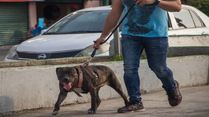 Diputada presenta iniciativa para regular a perros peligrosos en Oaxaca: ¿qué razas están tachadas?