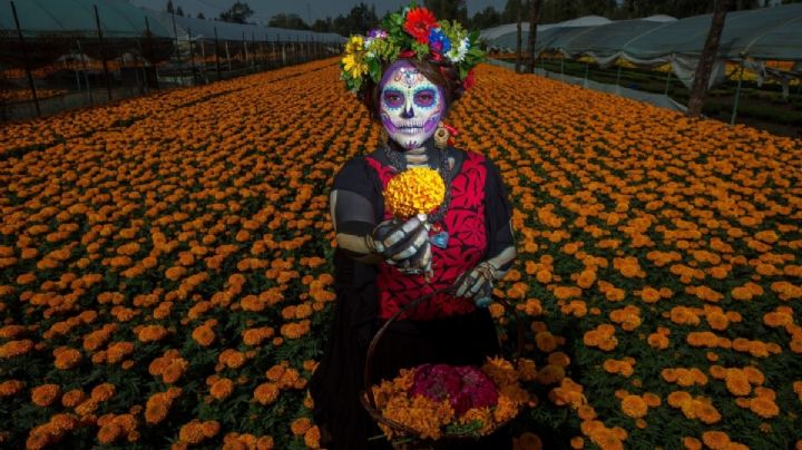 ¿Qué significan las flores de cempasúchil en el altar del Día de Muertos?