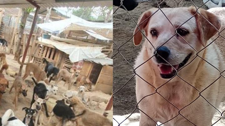 Cierran el albergue 'Patitas Felices Oaxaca'; ¿qué pasará con los 200 perros rescatados?