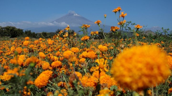 Adiós octubre, bienvenido noviembre: Imágenes y frases para recibir el penúltimo mes del año