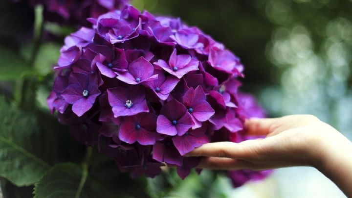 ¿Qué se celebra el 9 de noviembre y por qué se regalan flores moradas en México?