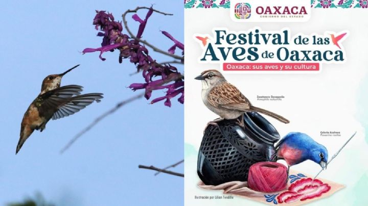 Festival de las Aves de OAXACA: Todo lo que debes saber sobre este programa que será en noviembre