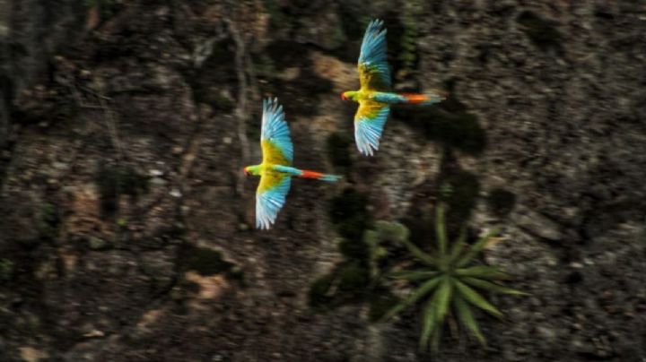 Festival de las Aves OAXACA 2025: Vive 3 días de observación, talleres y actividades GRATIS en estas FECHAS