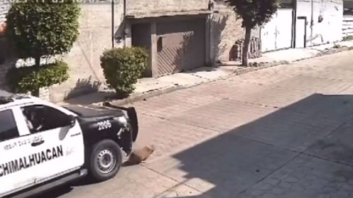 Policías de Chimalhuacán son cesados luego de matar a ‘Peluche’ un lomito de la calle | VIDEO