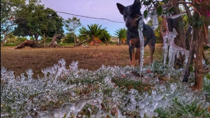 OAXACA se helará con temperaturas de -5°C este martes 19 de diciembre; pronóstico del clima SMN