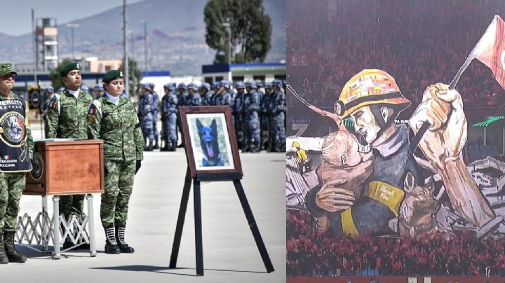 ¡Descansa campeón! Restos de Proteo llegan a México; así han sido los homenajes al perro rescatista