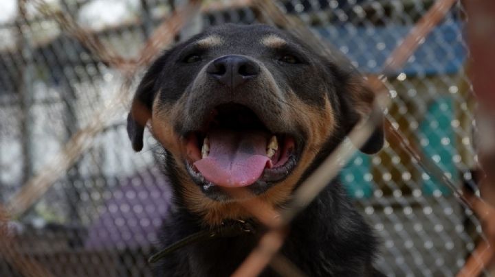 Perro es encarcelado en Oaxaca y le abren carpeta de investigación; ¿de qué lo acusan?