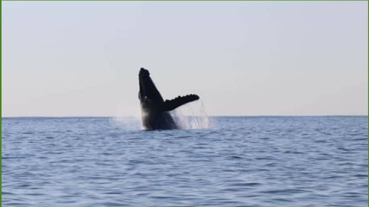 Ballena aplasta lancha pesquera en Puerto Escondido