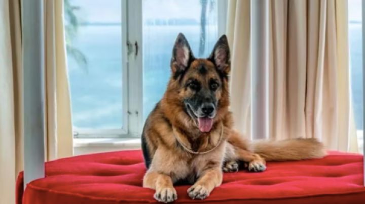 Gunther, el perro millonario: A cuánto asciende la fortuna del pastor alemán que llega a Netflix