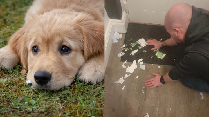 ¡A 100 pesos! Vende a su perro golden retriever por comerse sus boletos para final de futbol