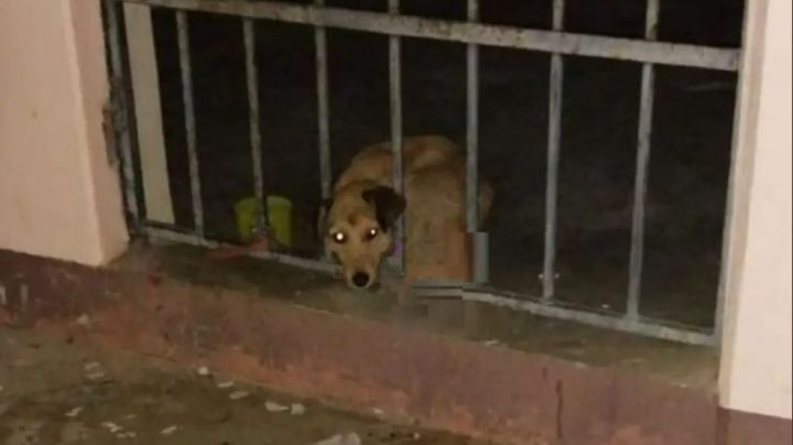 Encierran en la cárcel a otro perrito en Oaxaca